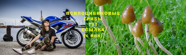 стафф Арсеньев